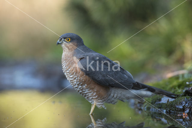 Sperwer (Accipiter nisus)