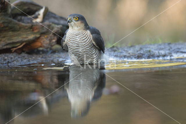 Sparrow Hawk (Accipiter nisus)