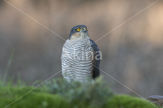 Sparrow Hawk (Accipiter nisus)