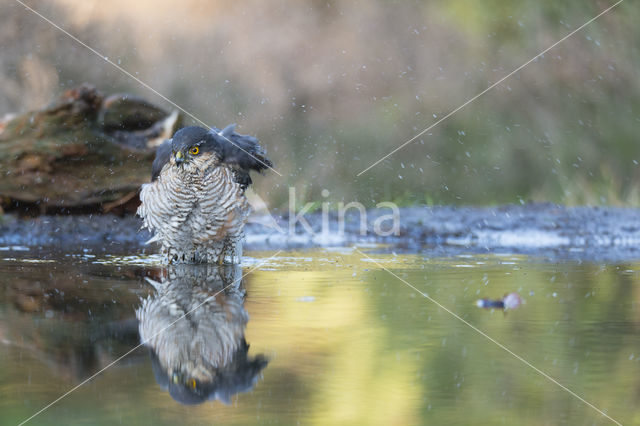 Sparrow Hawk (Accipiter nisus)