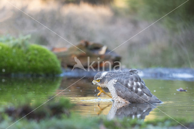 Sparrow Hawk (Accipiter nisus)