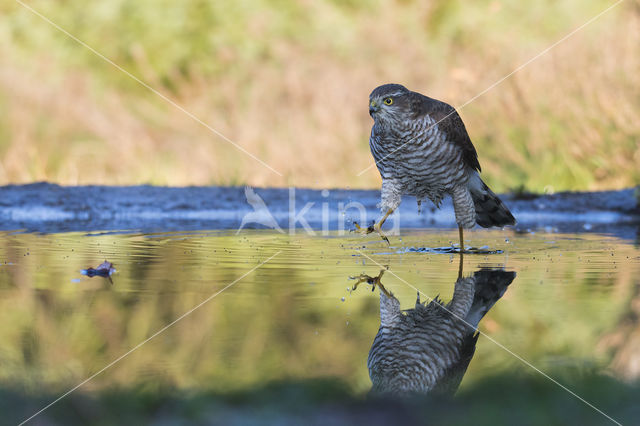 Sperwer (Accipiter nisus)