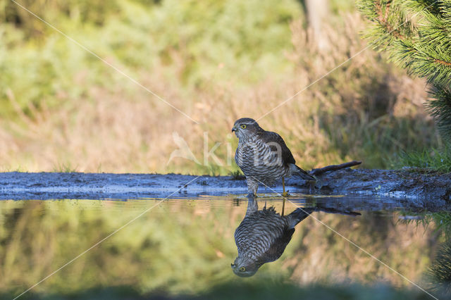 Sperwer (Accipiter nisus)