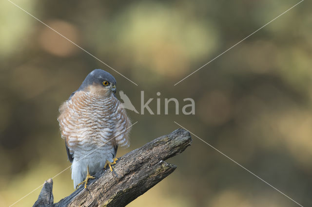 Sparrow Hawk (Accipiter nisus)