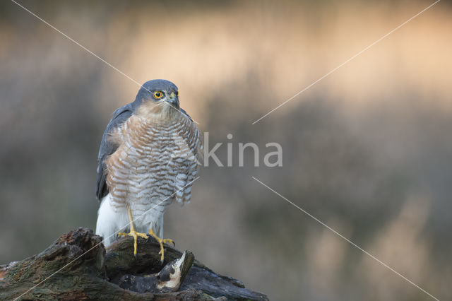 Sparrow Hawk (Accipiter nisus)