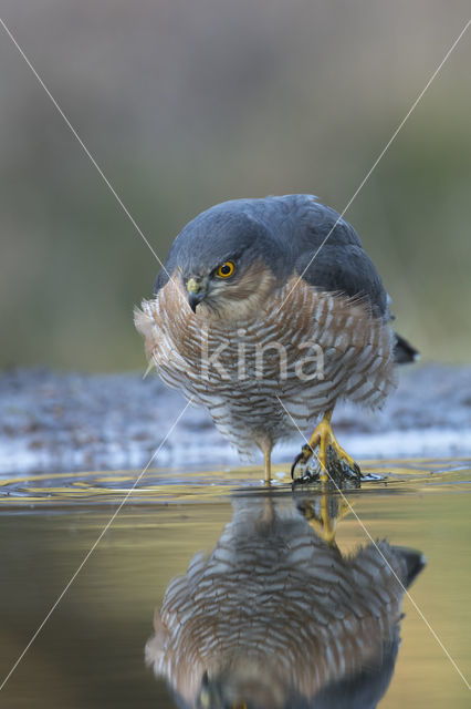 Sperwer (Accipiter nisus)