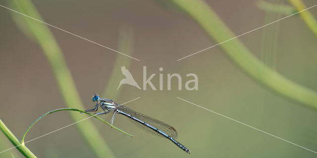 White-legged Damselfly (Platycnemis pennipes)