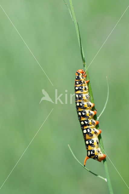 Spurge Hawk-moth (Hyles euphorbiae)