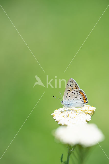 Purple-shot copper (Lycaena alciphron)