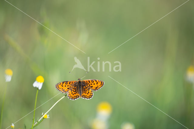 Toortsparelmoervlinder (Melitaea trivia)