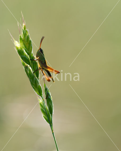 Grasshopper