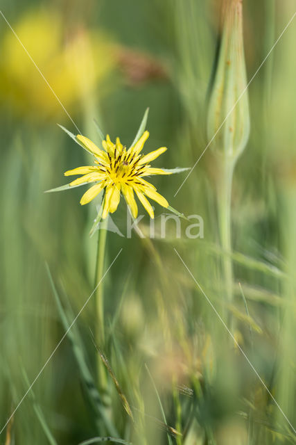 Gele morgenster (Tragopogon pratensis ssp. pratensis)