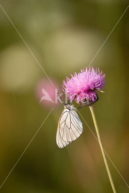 Groot geaderd witje (Aporia crataegi)