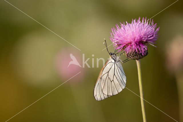 Groot geaderd witje (Aporia crataegi)