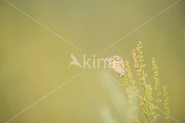 Kroonkruidblauwtje (Lycaeides argyrognomon)