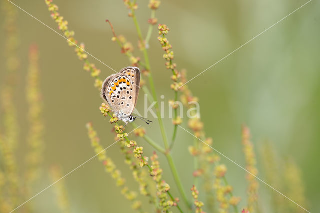 Lycaeides argyrognomon