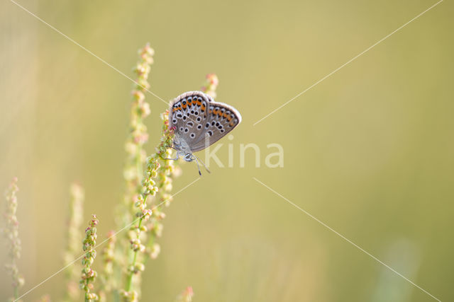 Lycaeides argyrognomon