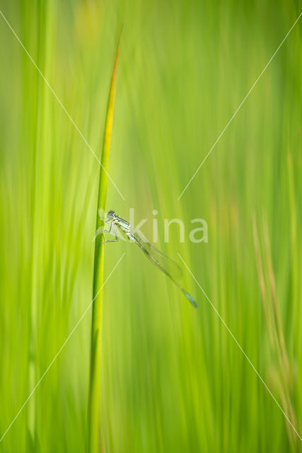 Blue-tailed Damselfly (Ischnura elegans)