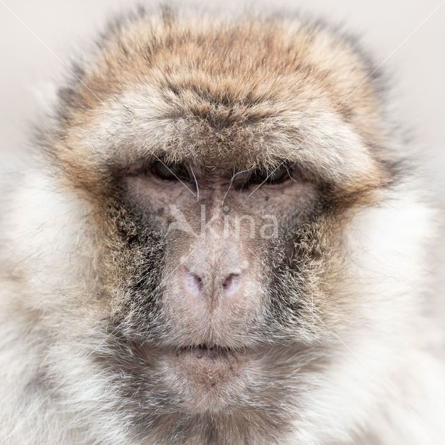 Barbary ape