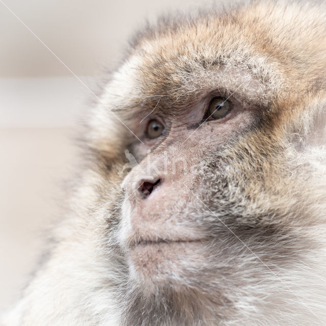 Barbary ape