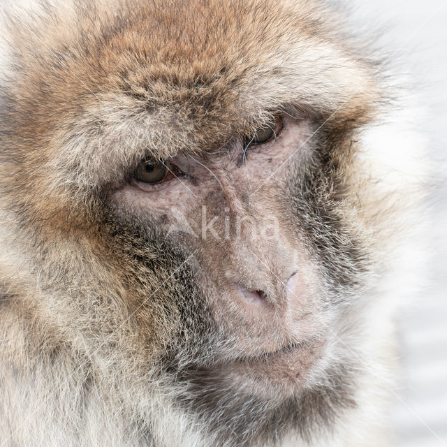 Barbary ape