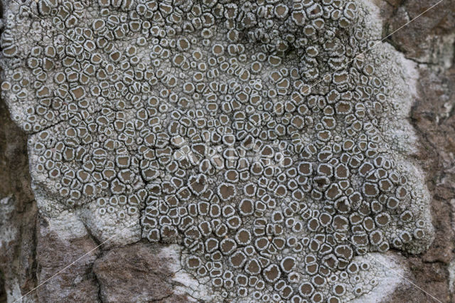 Witte schotelkorst (Lecanora chlarotera)