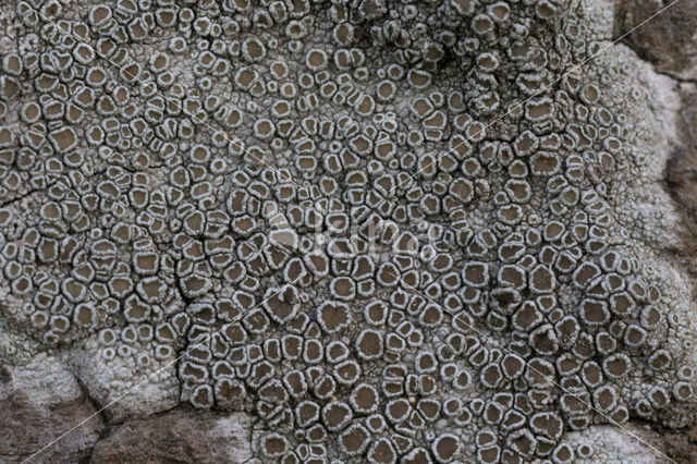 Witte schotelkorst (Lecanora chlarotera)