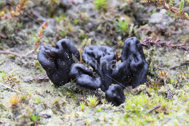 Zandaardtong (Geoglossum arenarium)