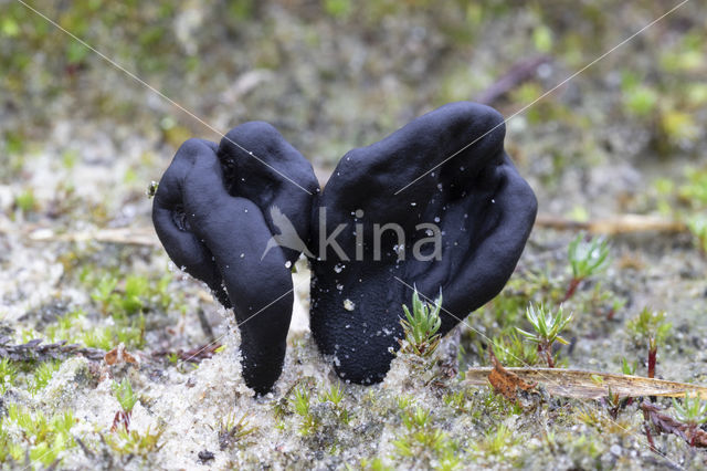 Zandaardtong (Geoglossum arenarium)