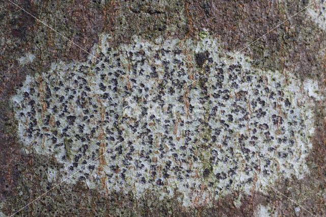 Arthothelium ruanum