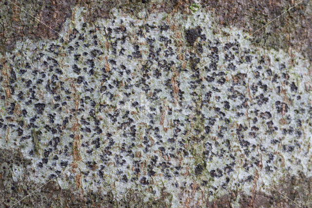 Kleine runenkorst (Arthothelium ruanum)
