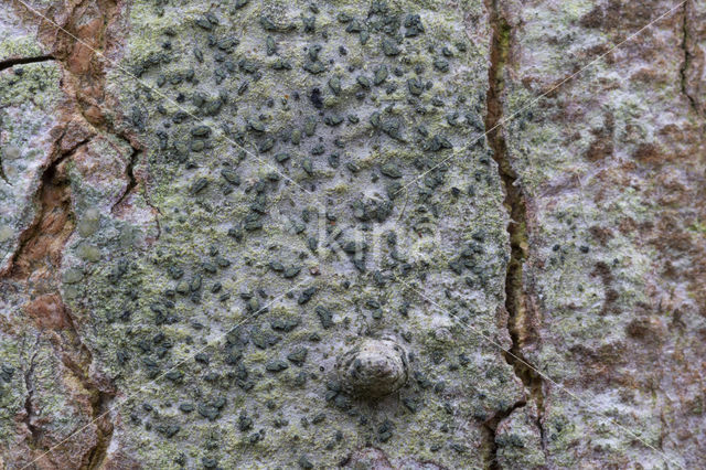 lime writing moss (alyxoria viridipruinosa)