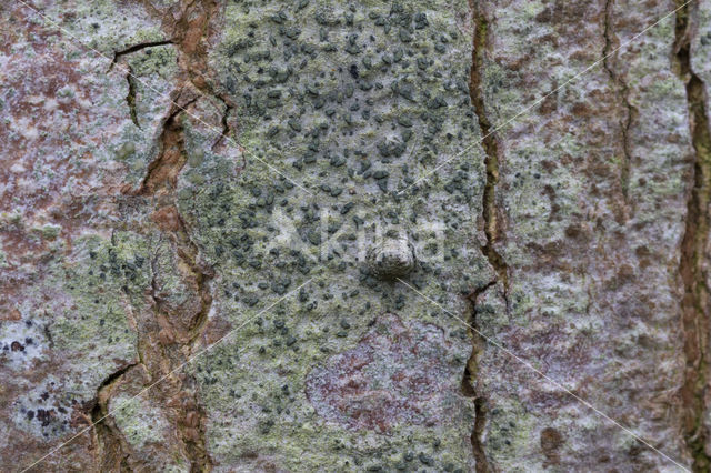 lime writing moss (alyxoria viridipruinosa)