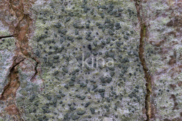 lime writing moss (alyxoria viridipruinosa)