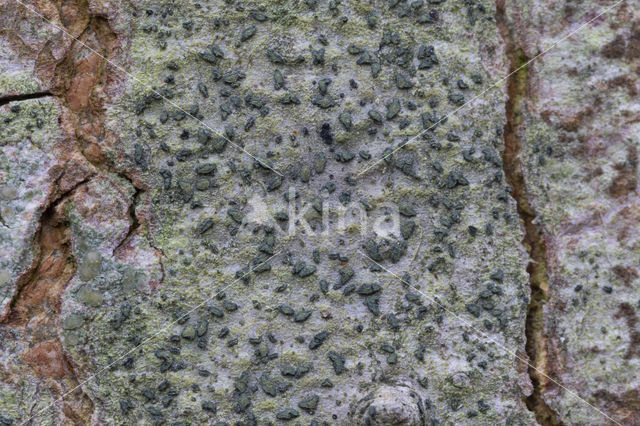 lime writing moss (alyxoria viridipruinosa)