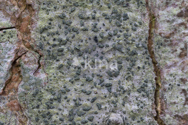 limoenschriftmos (alyxoria viridipruinosa)