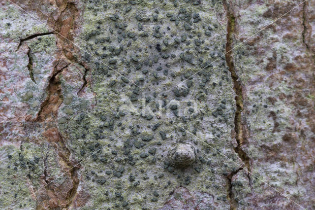 lime writing moss (alyxoria viridipruinosa)