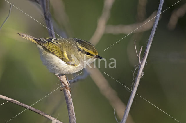 Lemon-rumped Warbler (Phylloscopus proregulus)