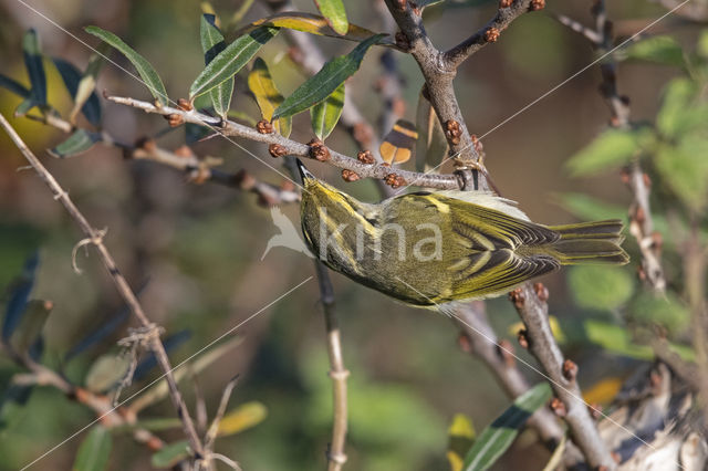 Lemon-rumped Warbler (Phylloscopus proregulus)