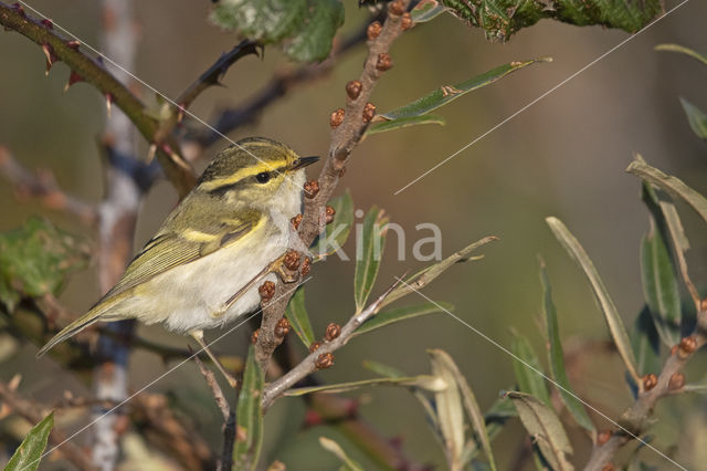 Lemon-rumped Warbler (Phylloscopus proregulus)