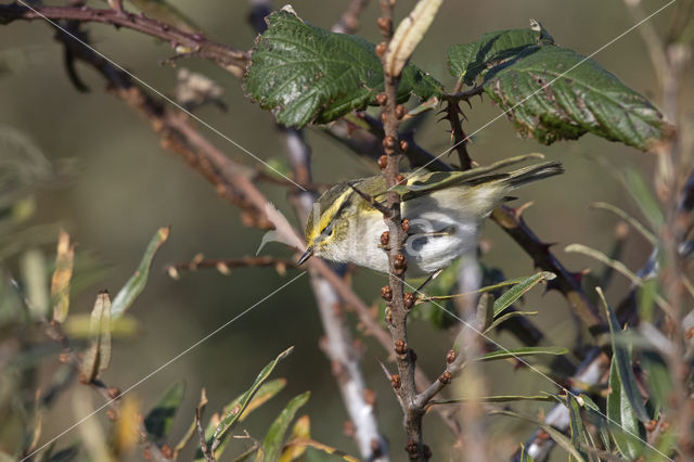 Lemon-rumped Warbler (Phylloscopus proregulus)