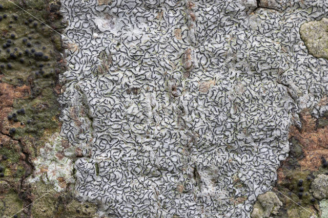 Common script lichen (Graphis scripta)