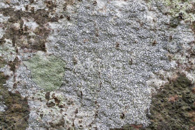 Common script lichen (Graphis scripta)