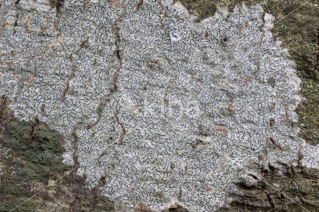 Common script lichen (Graphis scripta)