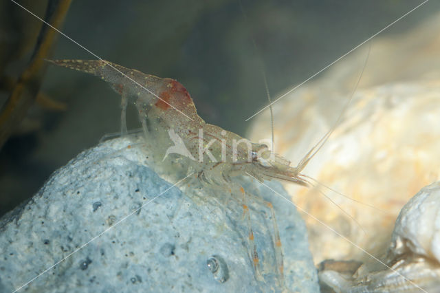 migrant prawn (Palaemon macrodactylus)