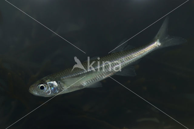 Sand-smelt (Atherina presbyter)