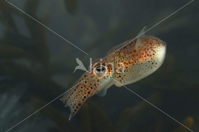 Little Cuttle (Sepiola atlantica)