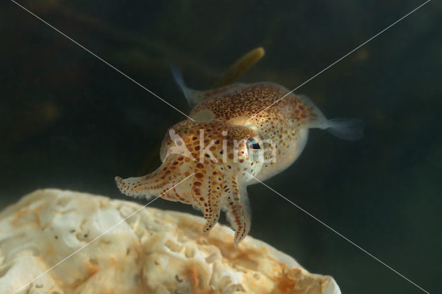 Little Cuttle (Sepiola atlantica)