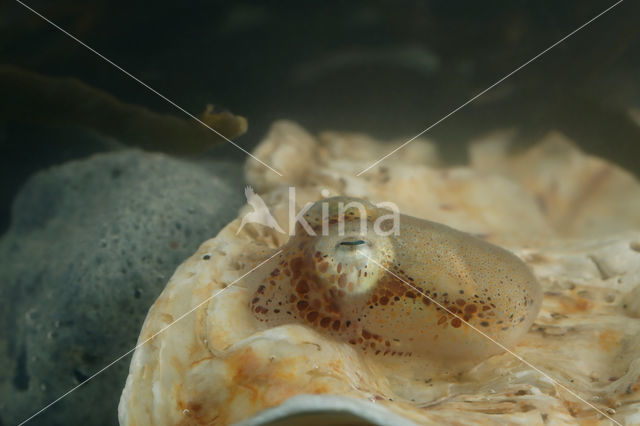 Gewone Dwerginktvis (Sepiola atlantica)