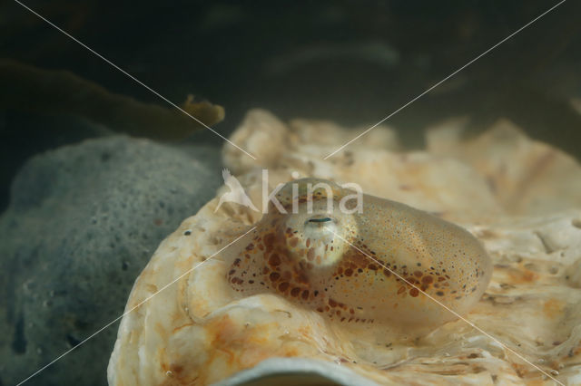 Little Cuttle (Sepiola atlantica)